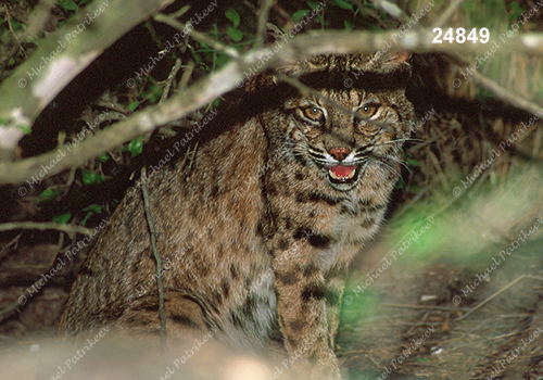 Bobcat (Lynx rufus)